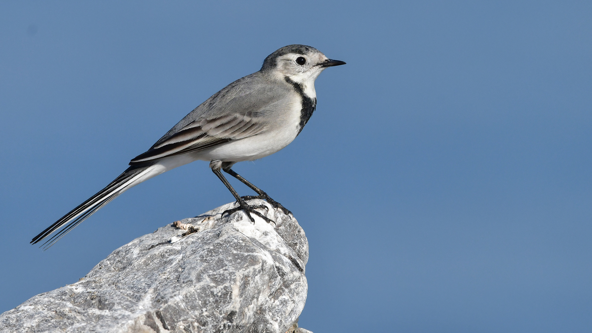 White Wagtail